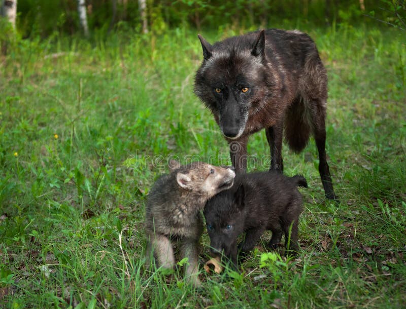 Black Wolf (Canis Lupus) and Frolicking Pups Stock Image - Image of ...