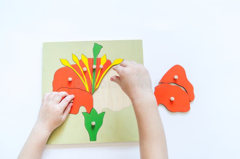 Boy students Child`s hands learning biology with montessori material