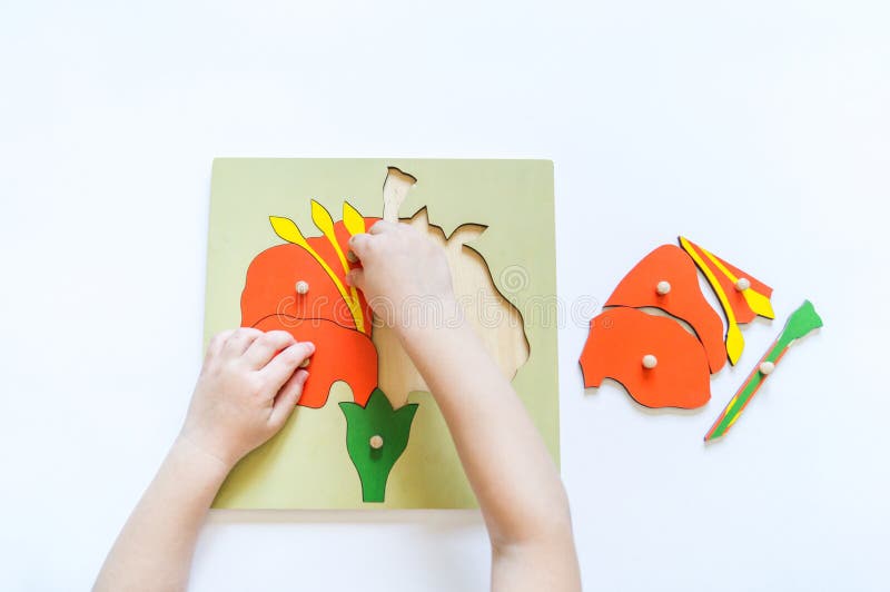 Boy students Child`s hands learning biology with montessori material