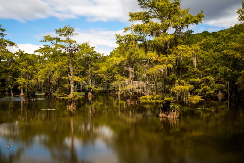 Caddo Lake in Eastern Texas in Summer Stock Photo - Image of caddo ...