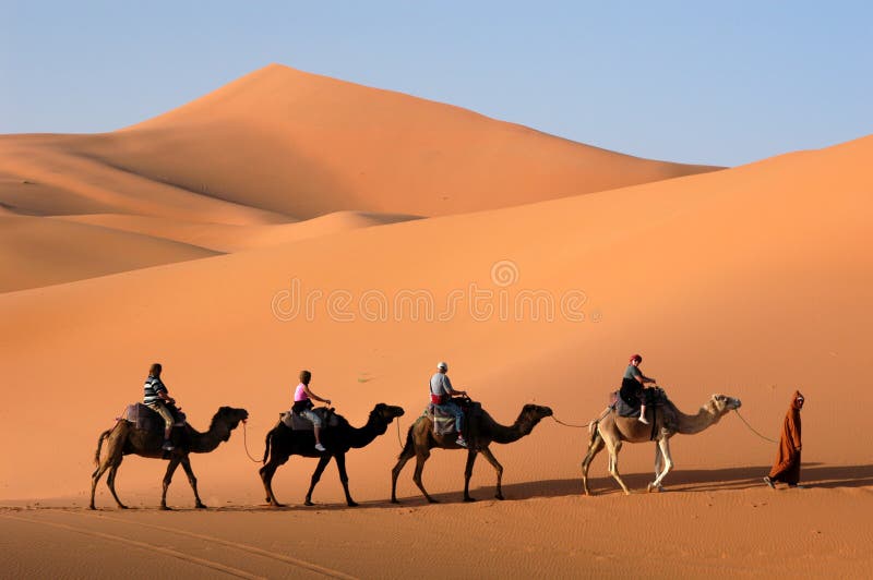 Camel Caravan in the Sahara Desert