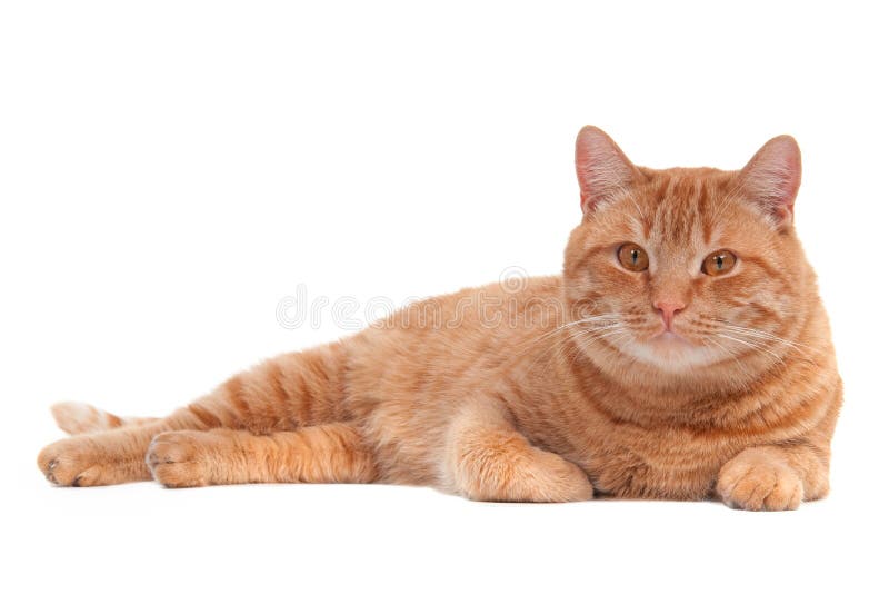 Cat lying on the floor stock image