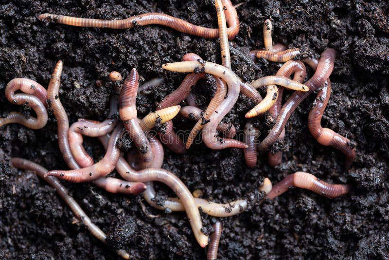 Close Up of Worms on the Ground Stock Photo - Image of dendrobaena ...