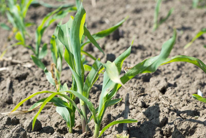 Corn plant stock photo. Image of meal, kernel, hand, green - 20036330