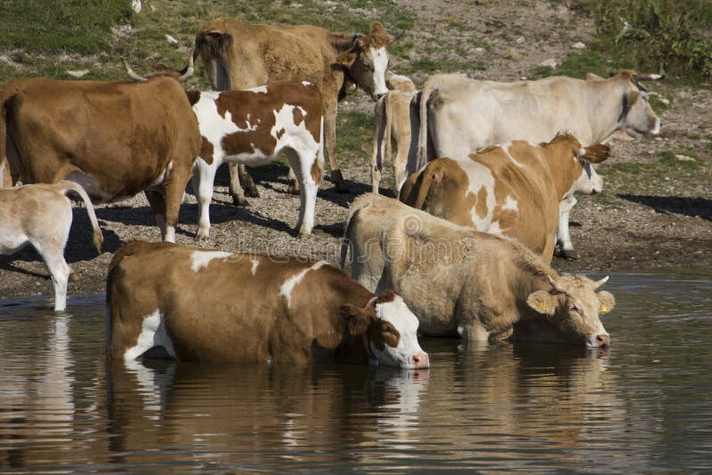 Cows freshening on the lake