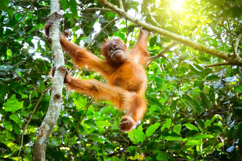 Cute baby orangutan resting on tree in exotic rainforest. Sumatra, Indonesia stock images