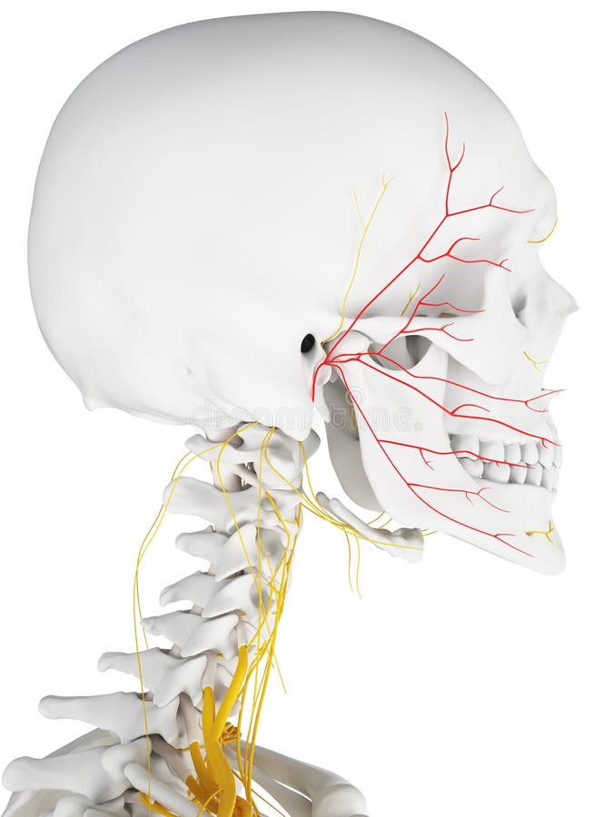 The facial nerve stock vector. Illustration of cervical - 28927875