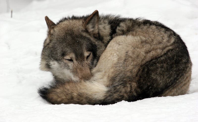 De Slaap Van De Wolf in De Sneeuw Stock Afbeelding - Image of wolf ...