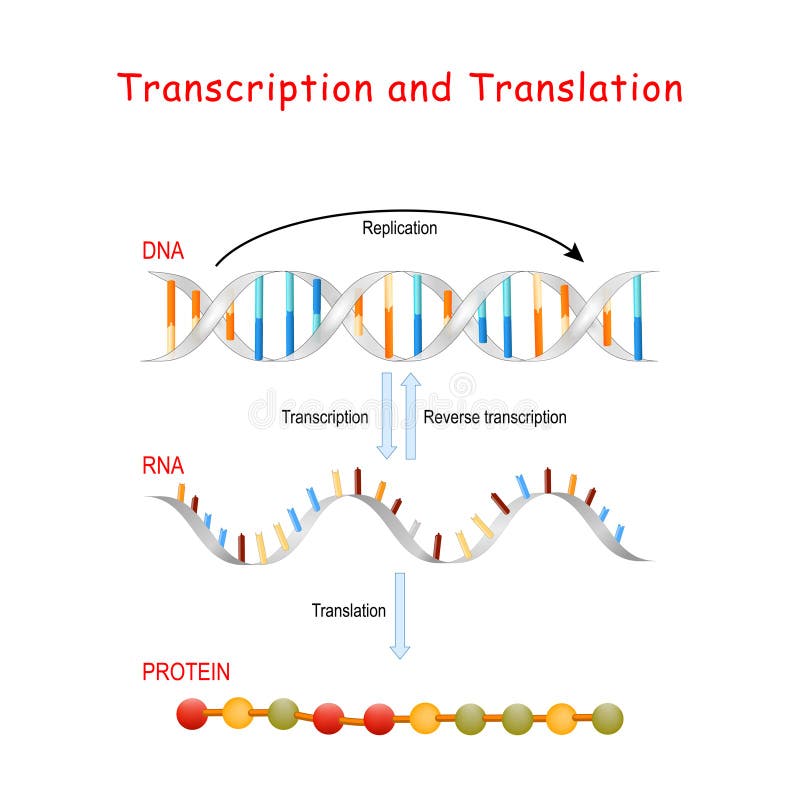 DNA Replication, Protein Synthesis, Transcription and Translation Stock ...