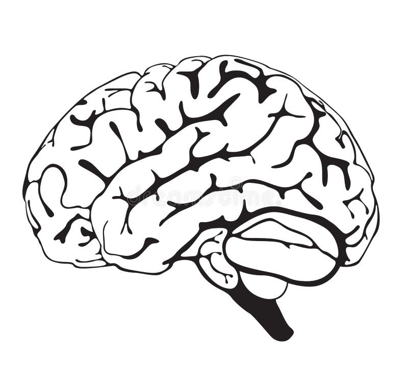 Drawing brain closeup stock illustration. Illustration of head - 23677445