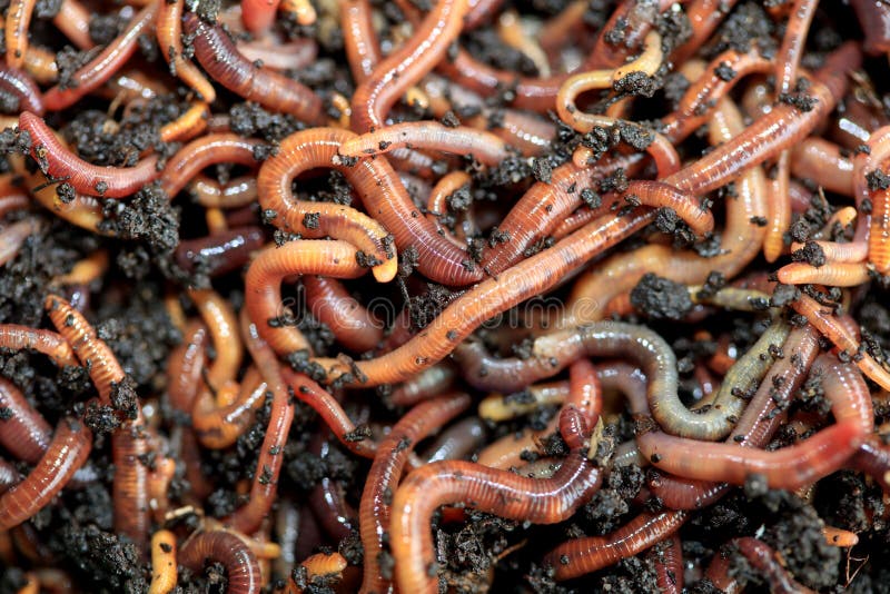 Earthworms in compost stock photo. Image of hermaphrodites - 6619114