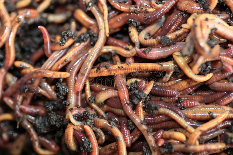 Earthworms in compost stock photo. Image of hermaphrodites - 6619114