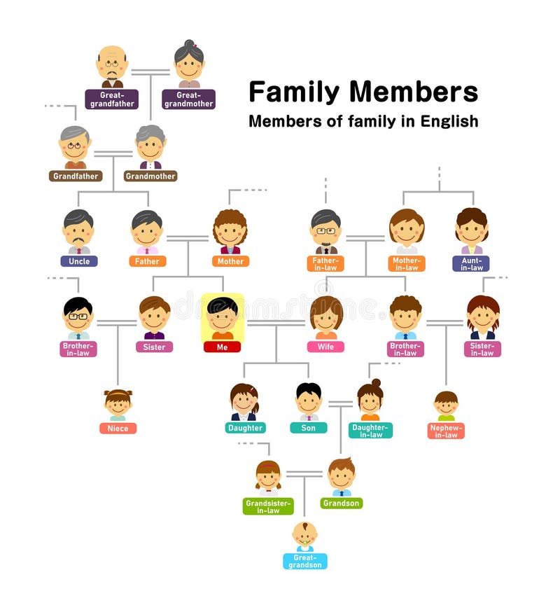 Family Tree Members of Family Vector Illustration Stock Vector ...