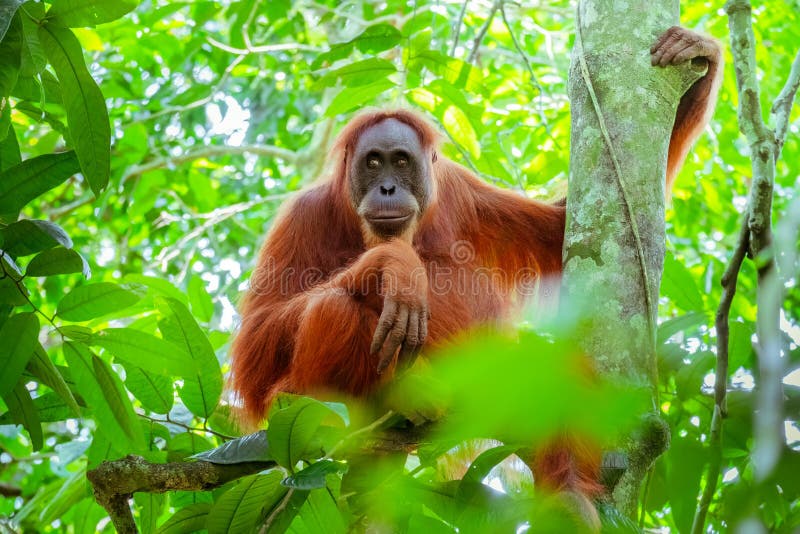 Female orangutan sitting at tree trunk. Sumatra, Indonesia stock image