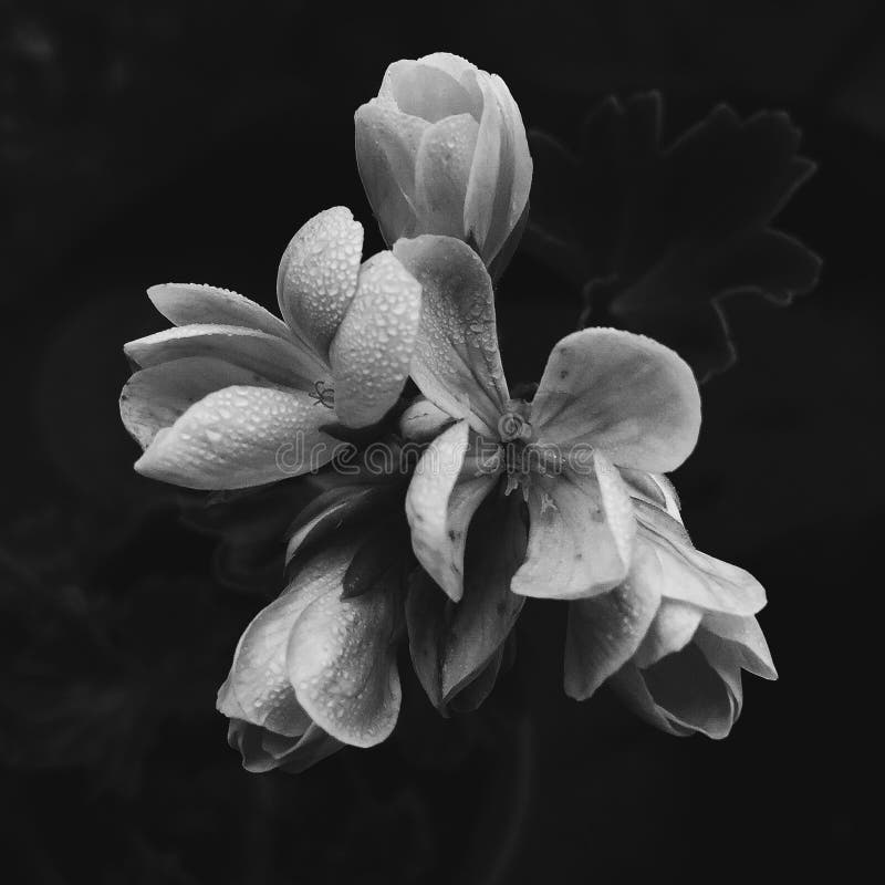 Flor negra imagen de archivo. Imagen de negro, flor, fondo - 49798965