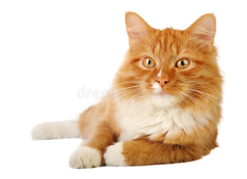 Ginger cat stock images