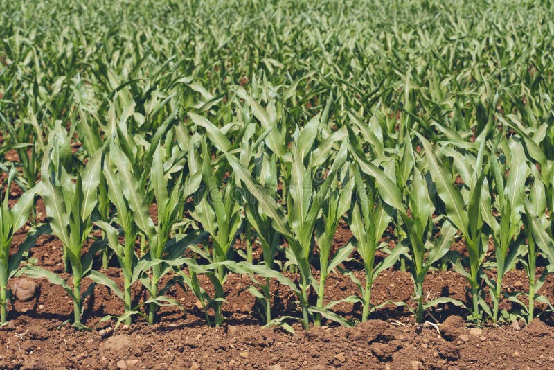 Green Corn Maize Plants on a Field Stock Image - Image of countryside ...