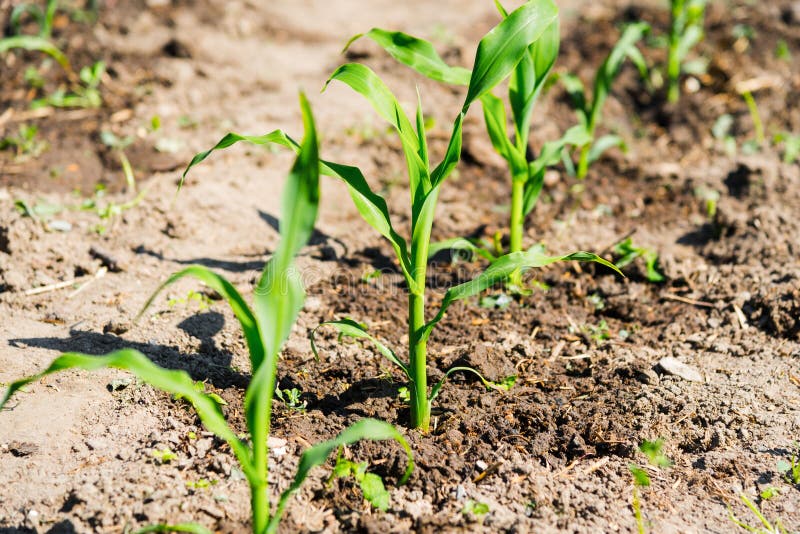 Growing Stage of Sweet Corn Plant Stock Image - Image of farm ...