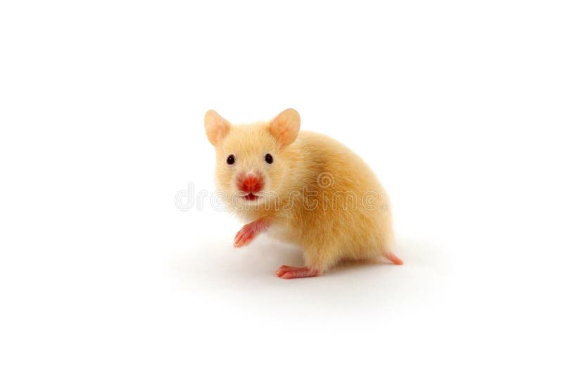 Hamster royalty free stock photography