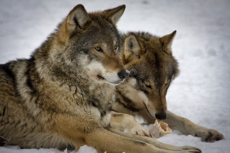 Wolf couple stock image. Image of outdoor, rest, european - 3831313