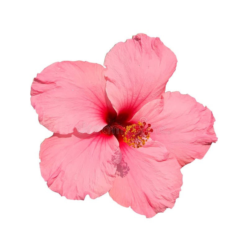 34,027 Pink Hibiscus Flower Stock Photos - Free & Royalty-Free Stock ...