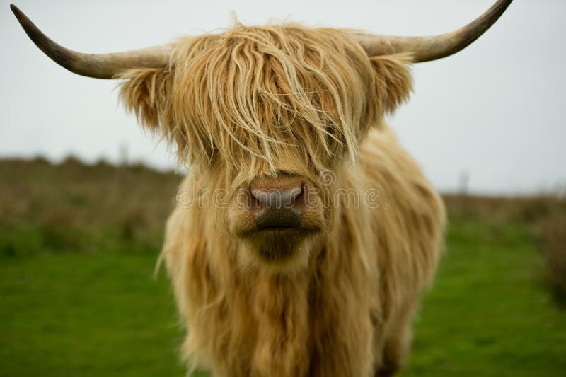 Highland Cow