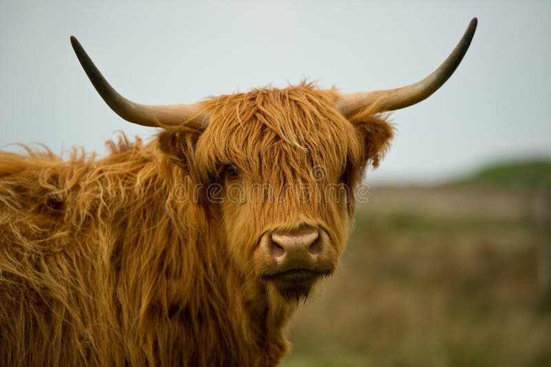 Highland Cow