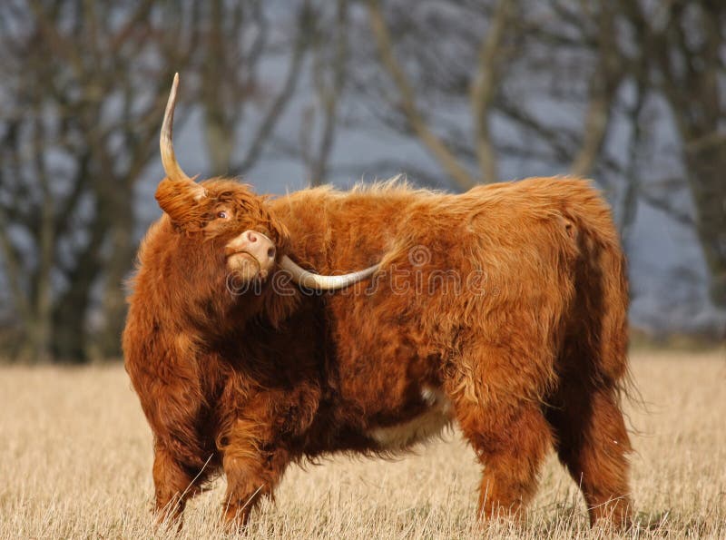 Highland Cow