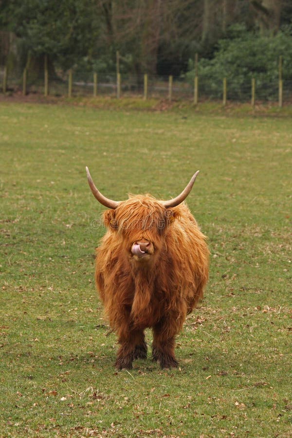 Highland Cow