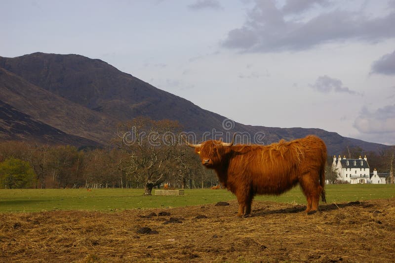 Highland Cow