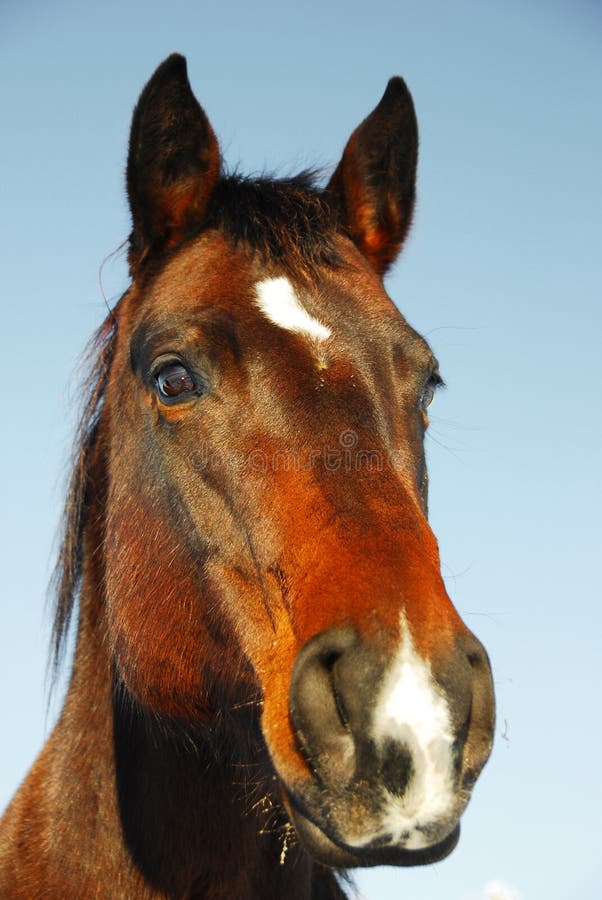 13,963 Horse Head Close Up Stock Photos - Free & Royalty-Free Stock ...