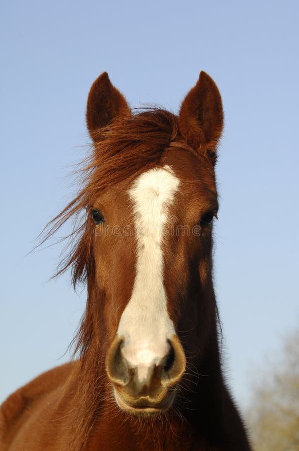 Horse with a Surprised Look Stock Image - Image of grass, windmill: 2476985