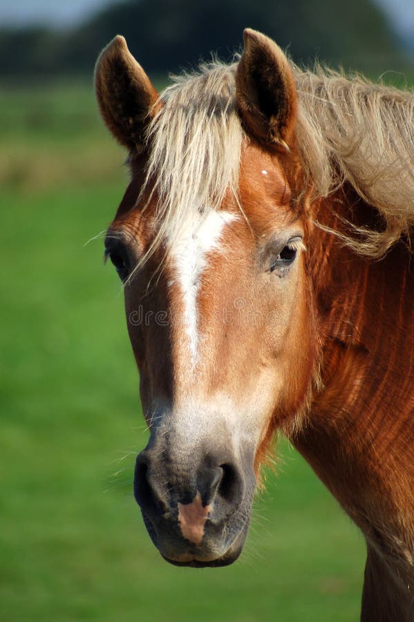 Brown horse head stock image. Image of brown, horse, sport - 7578015