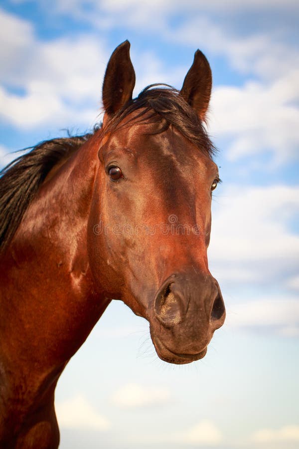 Big red horse head stock photo. Image of field, grass - 25924850