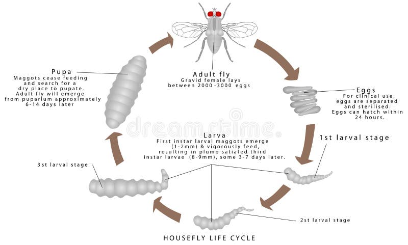 Life Cycle Of A Housefly