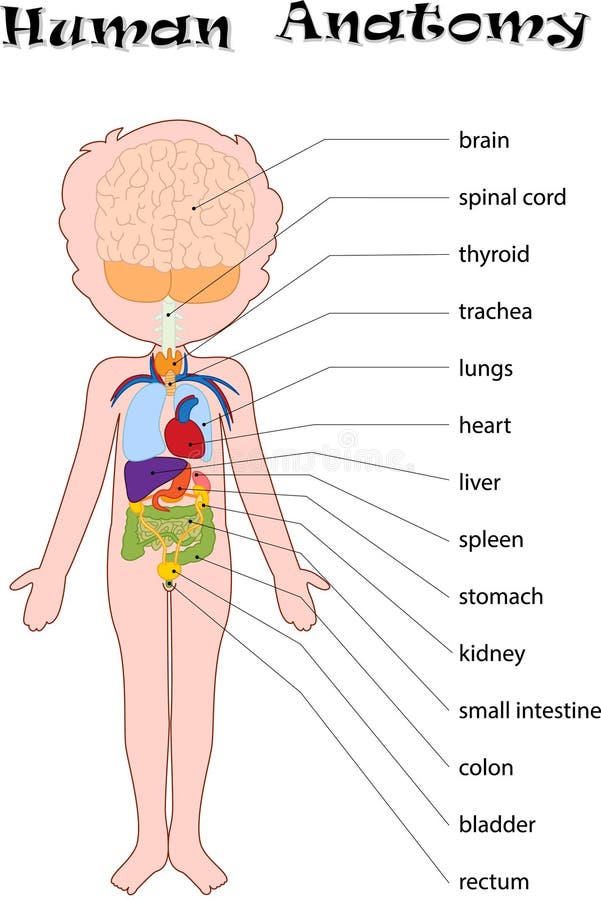 Human anatomy for kids stock vector. Illustration of preschool - 88316820