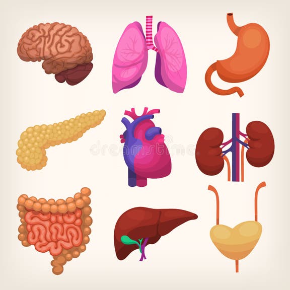 Organs Stock Illustrations – 42,278 Organs Stock Illustrations, Vectors ...