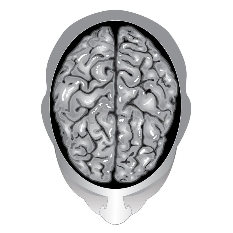 Human brain top view stock vector. Illustration of ...