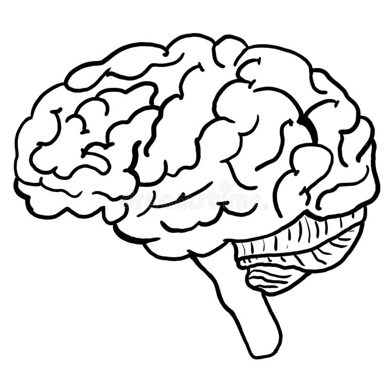 Illustration of Human Brain Anatomy Coloring Page Stock Illustration ...