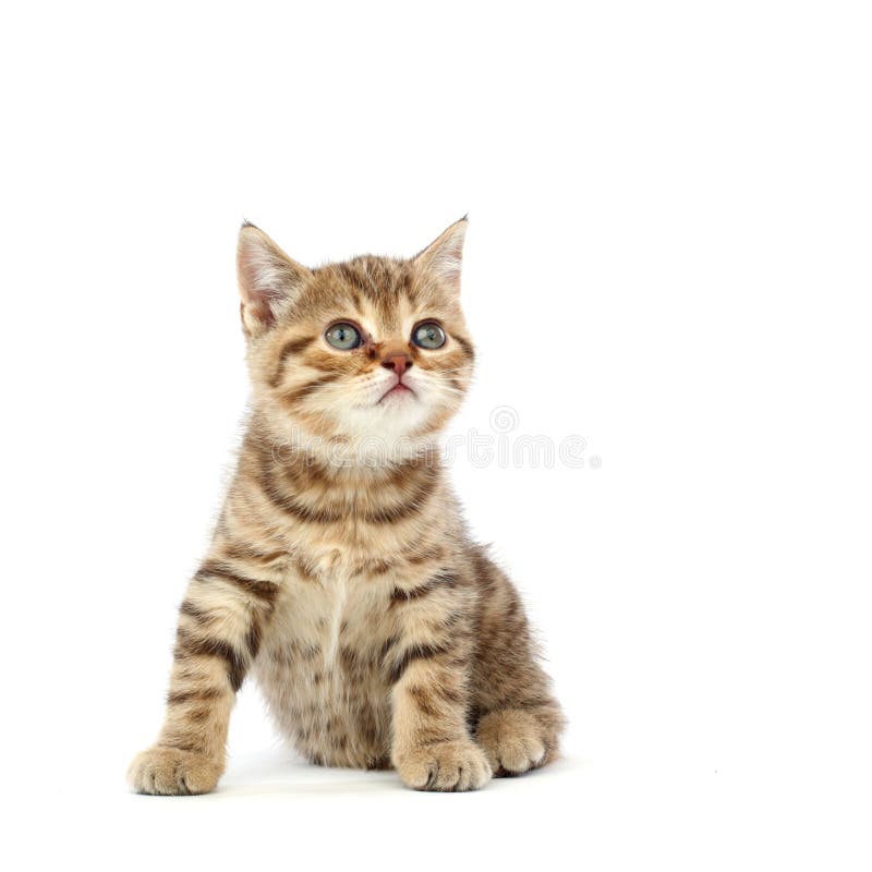 Isolated cat stock photos