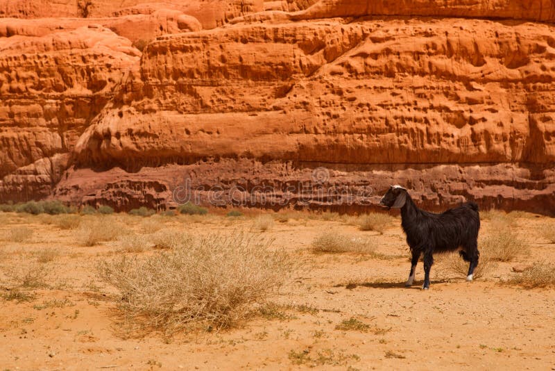 A lost goat in rocky desert