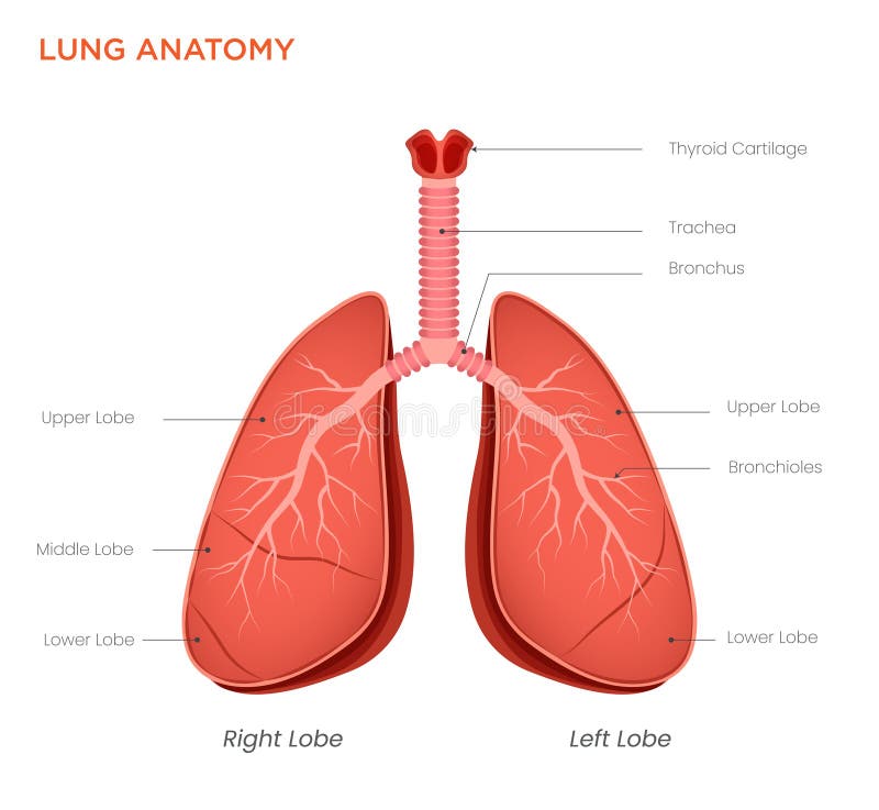 Lung Anatomy Diagram Structure and Function of the Respiratory System ...