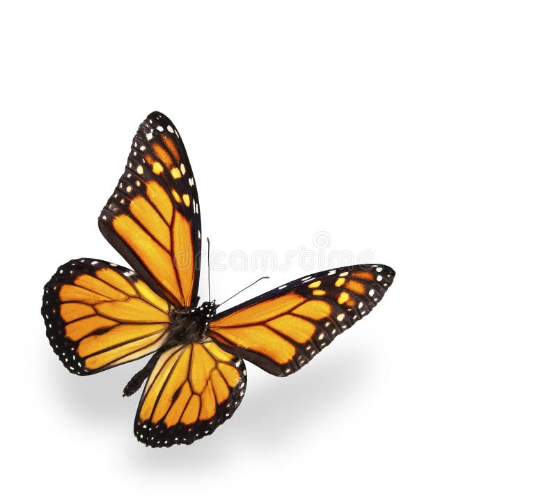 121,041 Butterfly White Background Stock Photos - Free & Royalty-Free Stock  Photos from Dreamstime