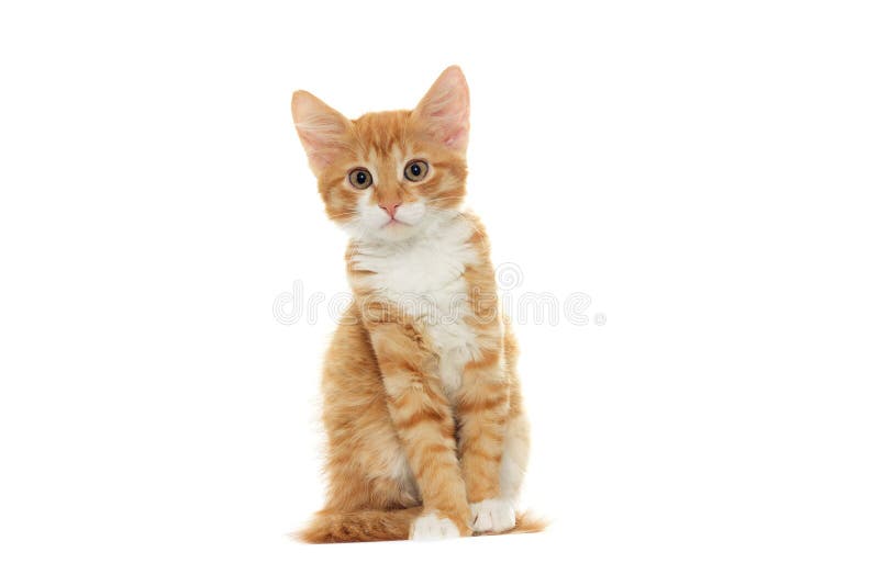 Pets royalty free stock photos