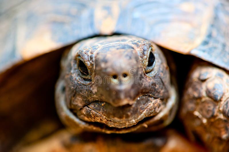 Portrait of tortoise