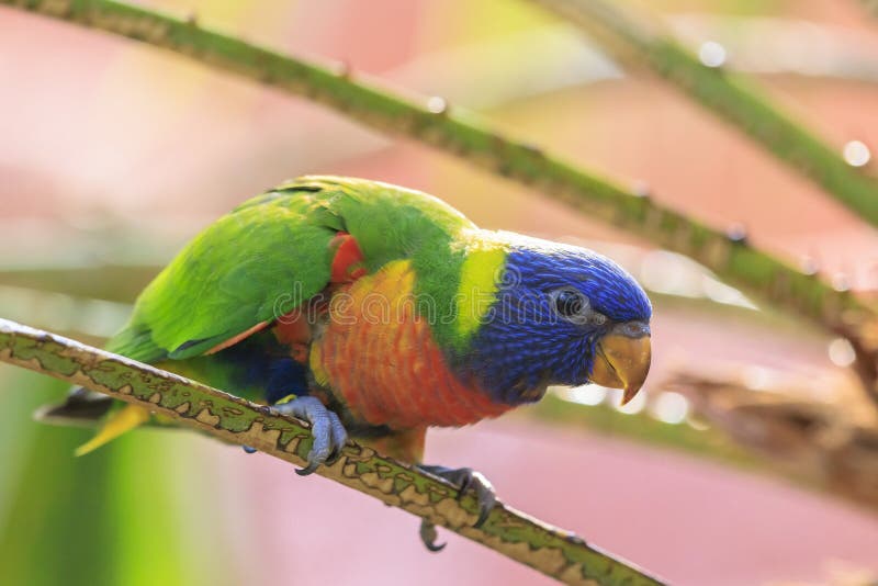 Rainbow Lorikeet, Trichoglossus Moluccanus, Bird Perched Stock Photo ...