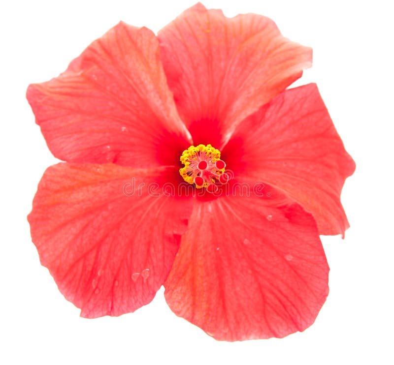 Hibiscus flower stock photo. Image of plant, isolated - 2419004