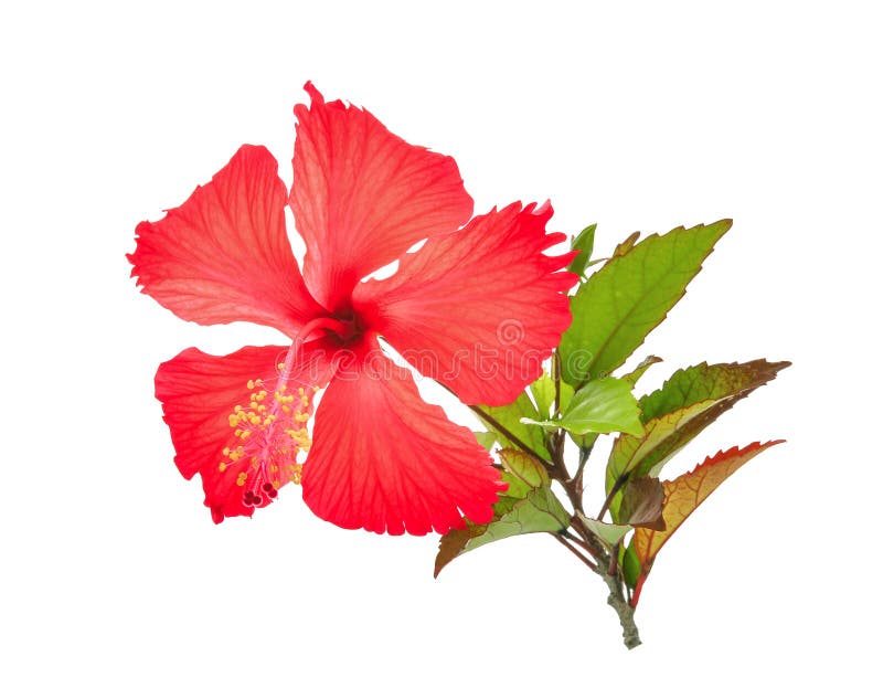 Red Hibiscus or Chaba Flower with Green Leaves Isolated on White Stock ...