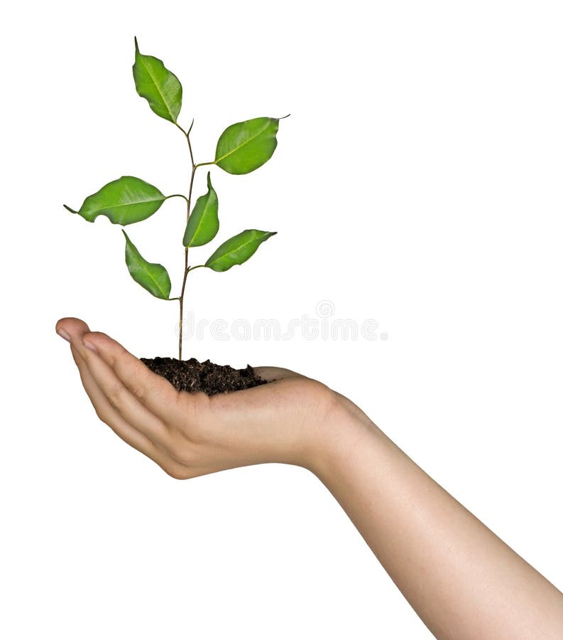 Sapling in hand stock photo. Image of farmer, grapefruit - 235917406