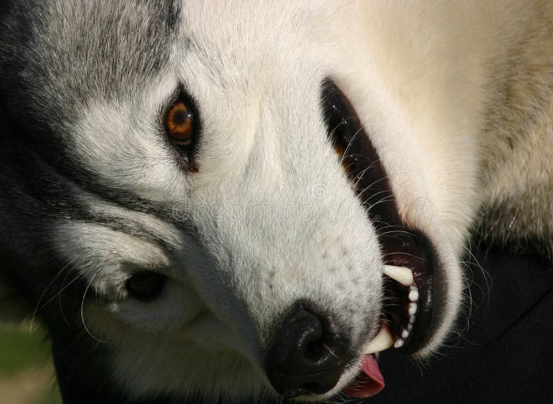 Smiling husky stock photo. Image of mammal, animal, muzzle - 1876230